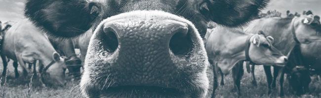 case banner
