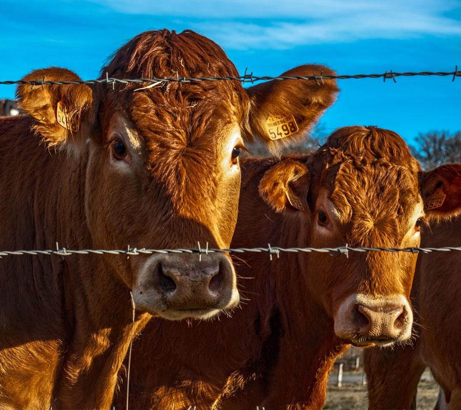 dairy farm case study